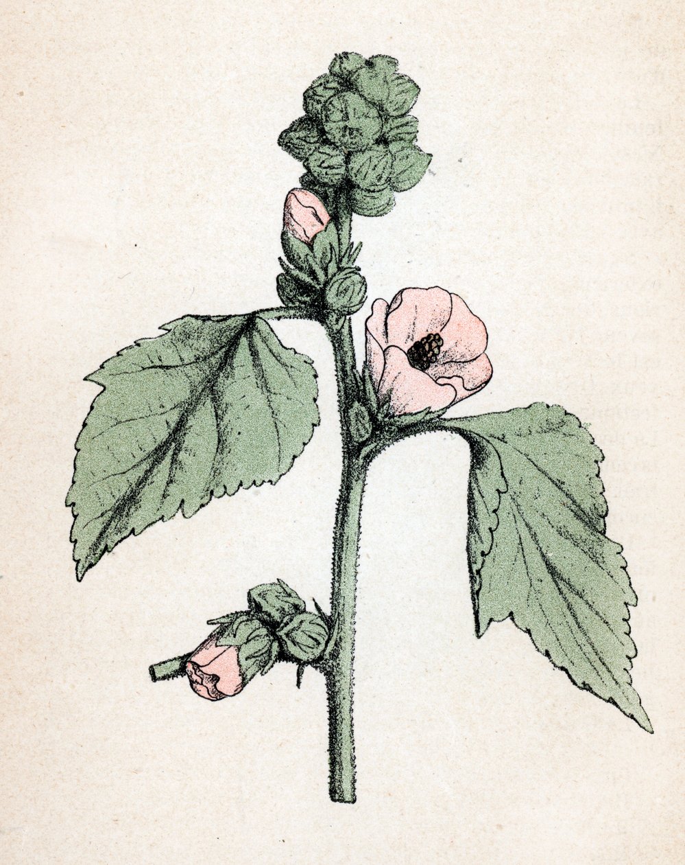 Heemst officinale (Althaea officinalis) (Witte Heemst) (heemst, moerasheemst) Botanische plaat uit "Atlas colorie des plantes medicinales" door Paul Hariot door Unbekannter Künstler