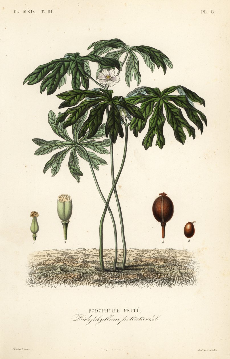 Mayapple of Amerikaanse alruin, Podophyllum peltatum door Unbekannt