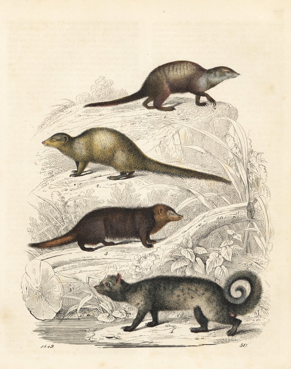 Stokstaartje, Suricata suricatta 1, Indiase grijze mangoest, Herpestes edwardsii 2, gewone kusimanse, Crossarchus obscurus 3, en Aziatische palmroller, Paradoxurus hermaphroditus 4. Handgekleurde lithografie uit Carl Hoffmann