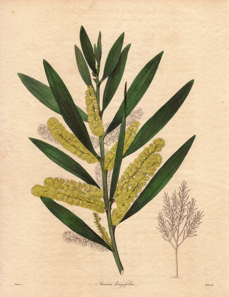 Mimosarups (Acacia longifolia), struik met blijvend blad, tot 3 tot 6 meter hoog, met bloeiwijze in lange, citroengele epis, zeer geurend. Plant inheems in Nieuw-Holland (Australië), geïntroduceerd in Groot-Brittannië in 1792. Illustratie door R. Mills (ac door Unbekannter Künstler