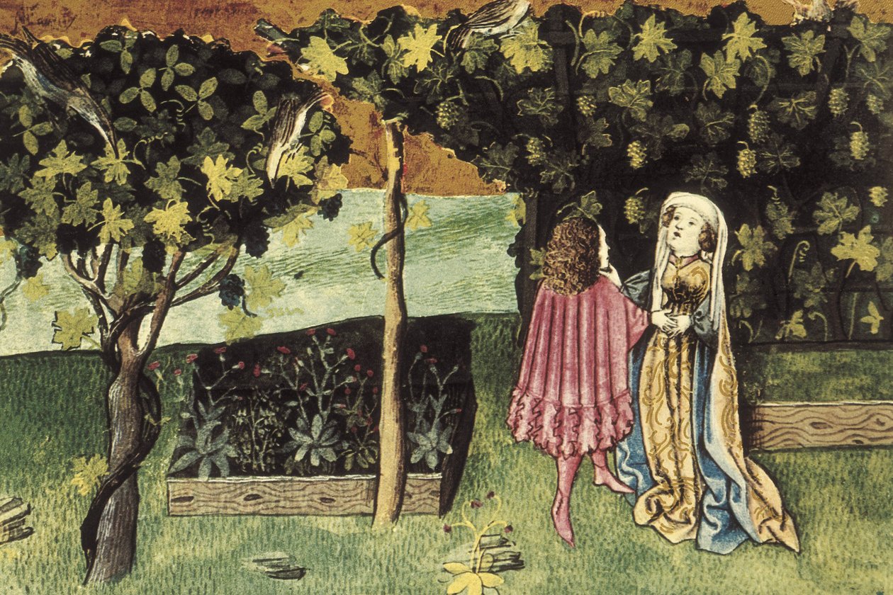 Miniatuur over druiven, vrucht die buikvet vermindert en afslankt - IBN BUTLAN, Abu-l Hasan al-Mujtar (ca. 1001 - 1066). Nestoriaanse christelijke arts en filosoof uit Bagdad. Folio 83r. Illustratie over de druiven, vrucht die buikvet vermindert en afslank door Unbekannter Künstler
