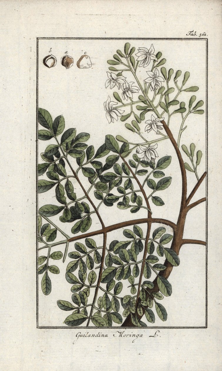 Moringa (Moringa oleifera). Lithografie uit “Afbeelding der Artseny-Gewassen” door Johannes Zorn (1739-1799), Nederland door Unbekannter Künstler