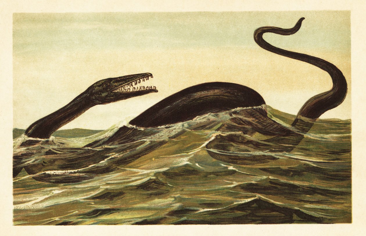 Mosasaurus hoffmannii, uitgestorven aquatisch reptiel. 1908 (lithografie) door Unbekannter Künstler