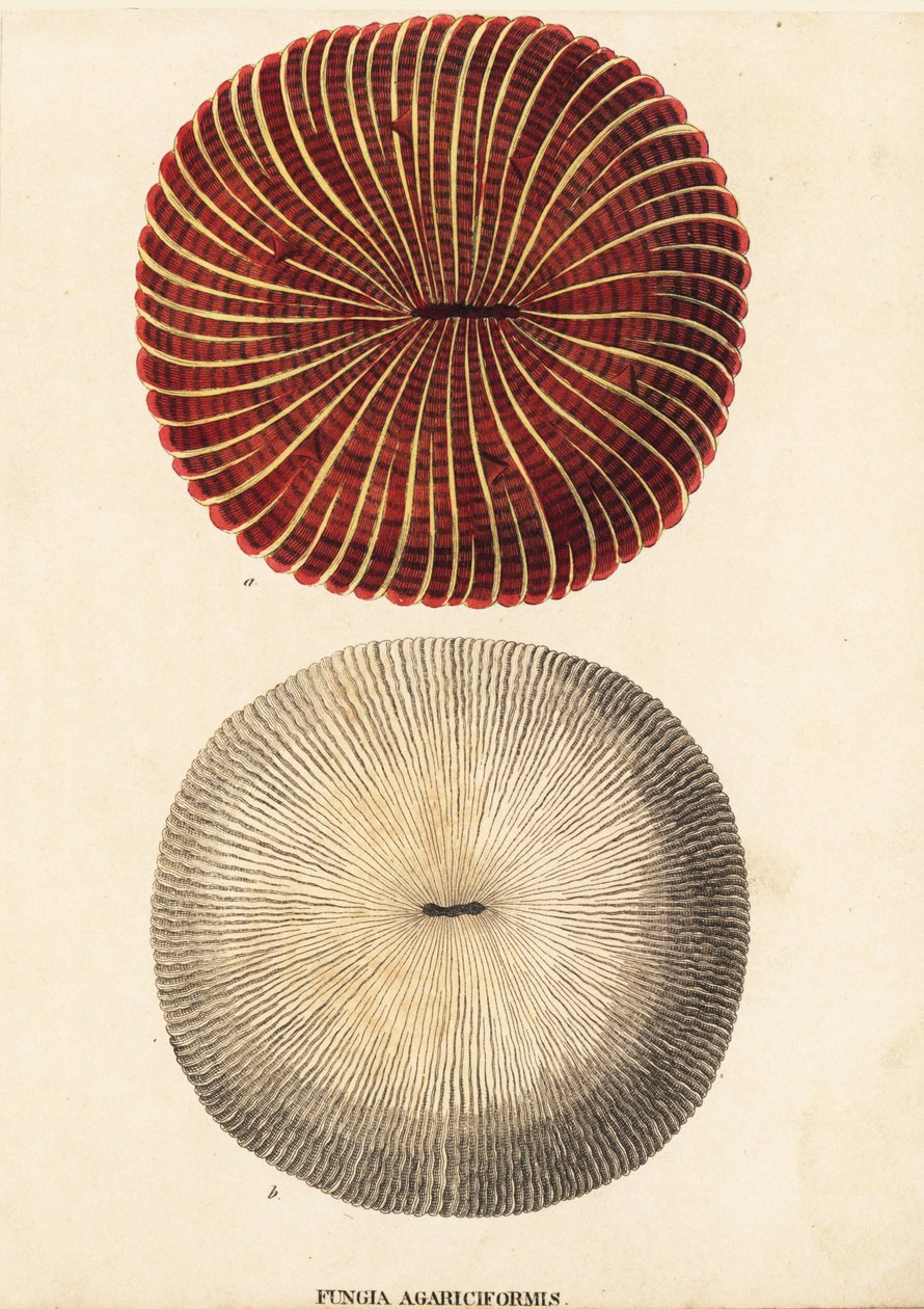 Paddenstoel koraal, Fungia fungites (Fungia agariciformis). Handgekleurde staalgravure uit Georg Friedrich Treitschke