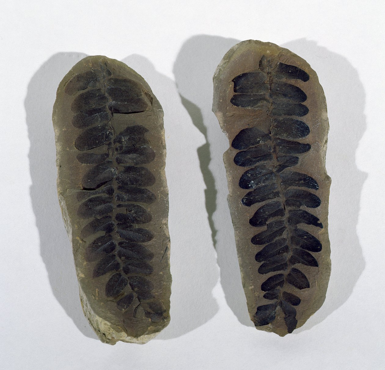 Neuropteris (Frond van Zeevaren) gevonden in Coseley, Staffordshire, Boven-Carboonperiode door Unbekannt