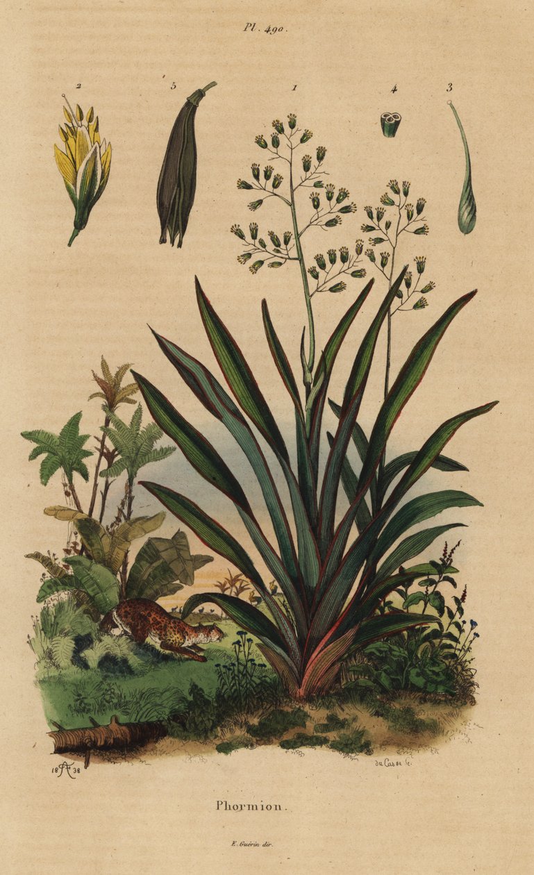 Nieuw-Zeelands vlas of harakeke, Phormium tenax door Unbekannt