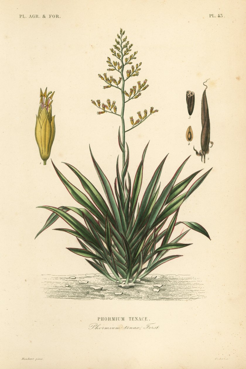 Nieuw-Zeelands vlas of harekeke, Phormium tenax door Unbekannt