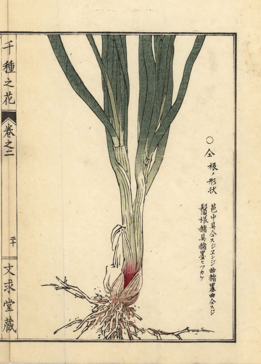 Nira of Chinese bieslook wortel en stengel, Allium tuberosum Rottler ex Spreng. Handgekleurde houtblokdruk door Kono Bairei uit Senshu no Hana (Duizend Variëteiten van Bloemen), Bunkyudo, Kyoto door Unbekannter Künstler