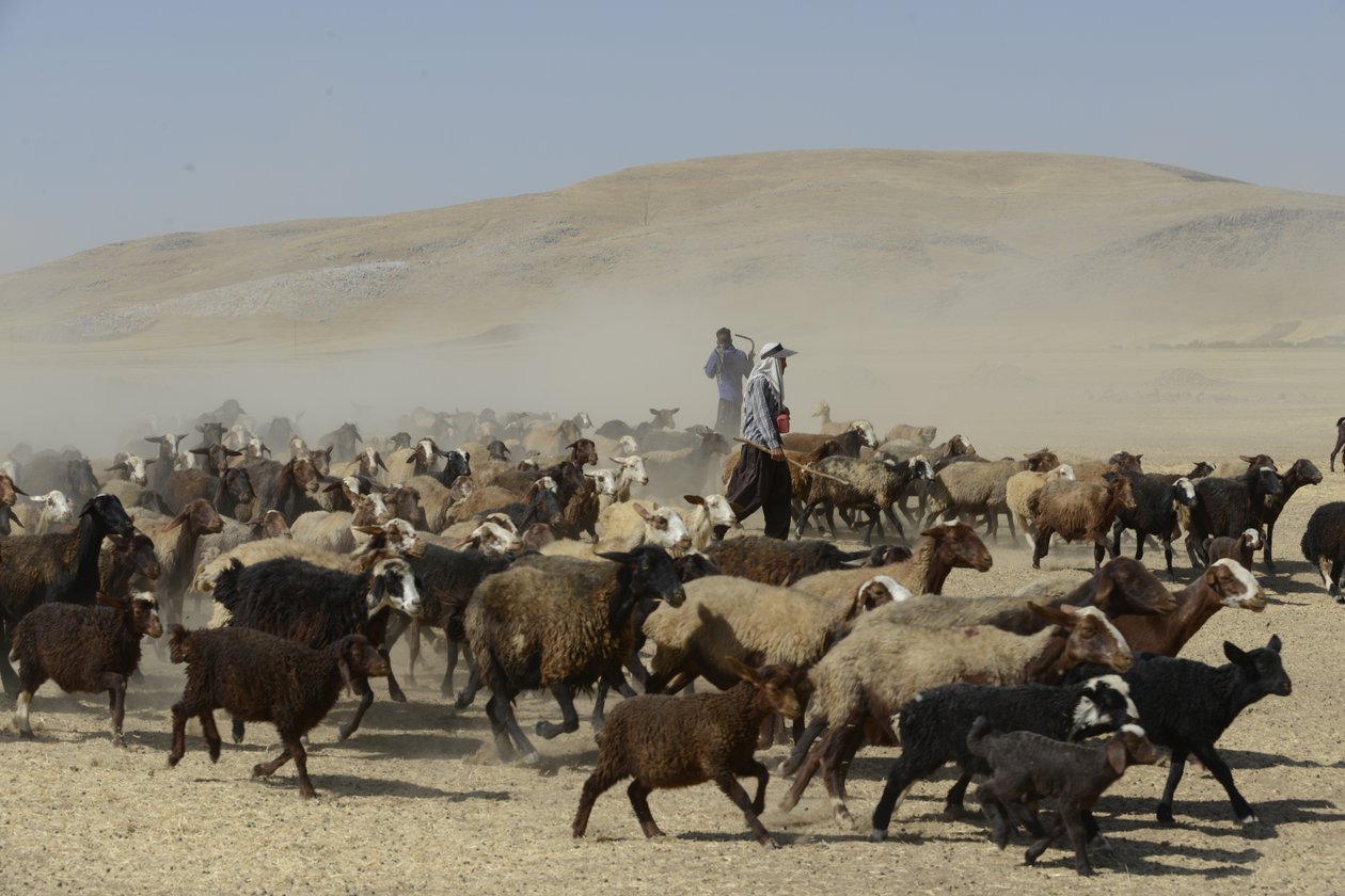 Nomadententen tussen Tamar en Ashkhaneh, Iran 2022 door Unbekannter Künstler