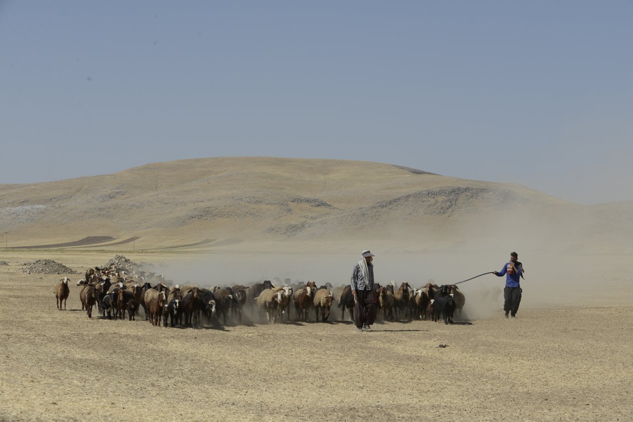 Nomadententen tussen Tamar en Ashkhaneh, Iran 2022 door Unbekannter Künstler