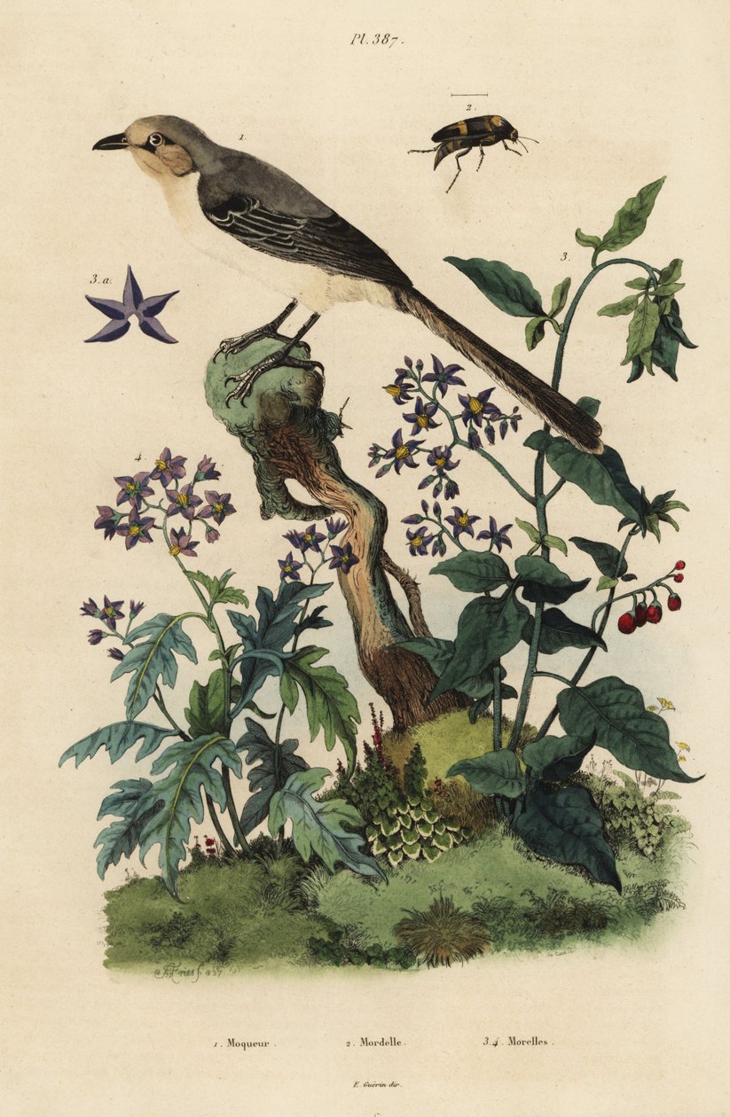 Noordelijke spotvogel, Mimus polyglottos orpheus 1, bitterzoete nachtschade, Solanum dulcamara 3, Solanum quercifolium 4, Mordella fasciata kever 2 door Unbekannt