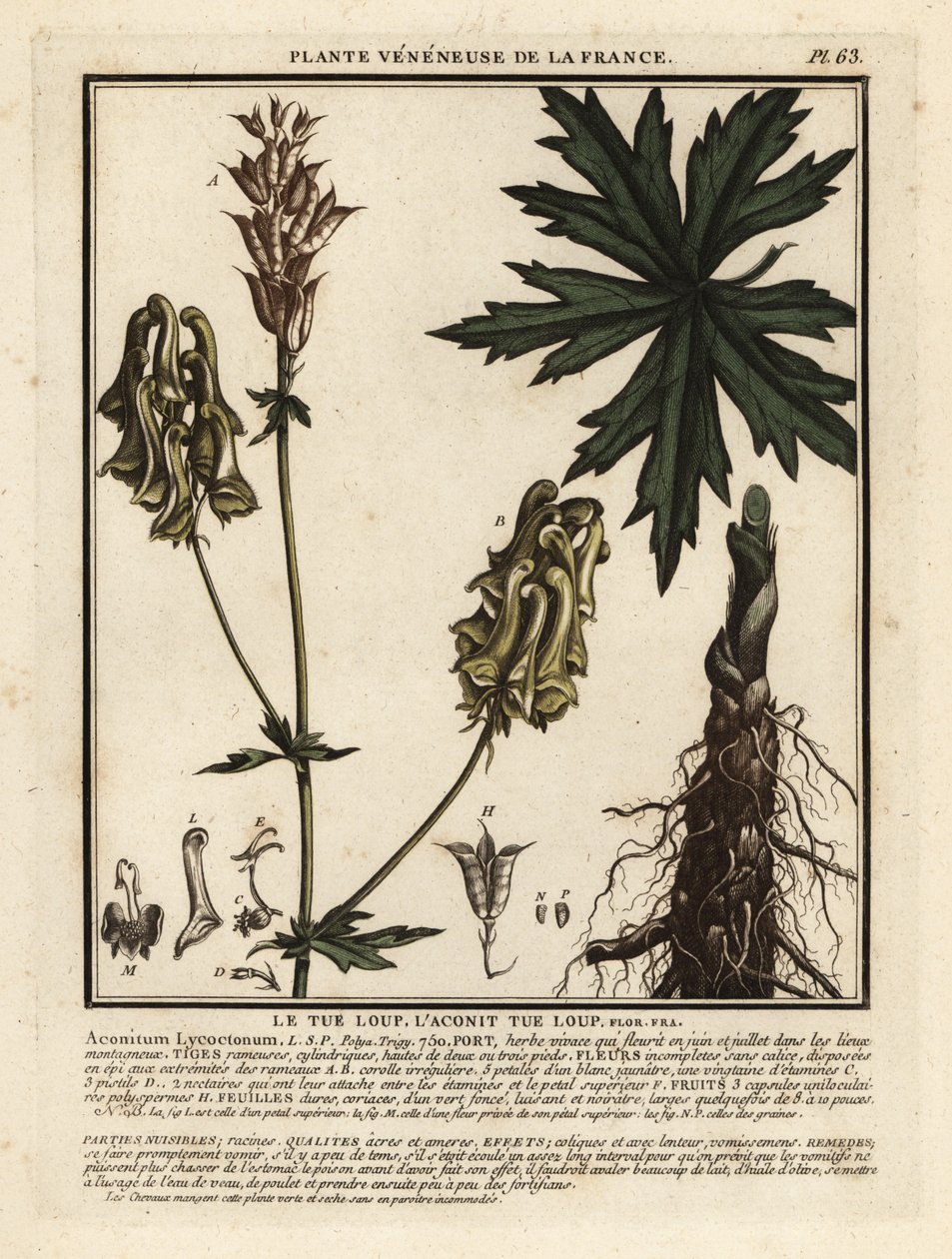 Noordelijke monnikskap, Aconitum lycoctonum door Unbekannter Künstler