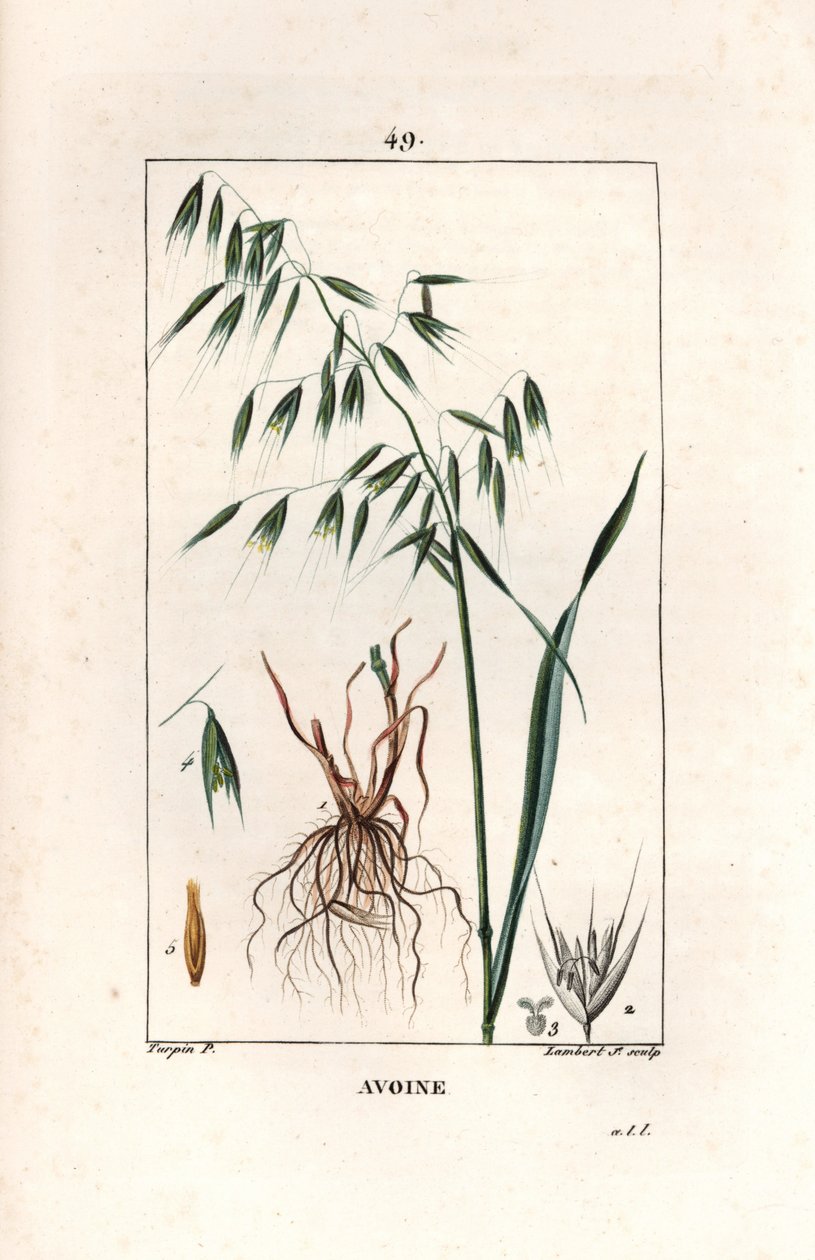 Haver Cultivee of Byzantijnse haver - Gravure door Lambert fils, naar een tekening van Pierre Jean Francois Turpin, uit La flore medicale, door Chaumeton, Poiret et Chamberet, Parijs 1830 - Haver, Avena sativa door Unbekannter Künstler