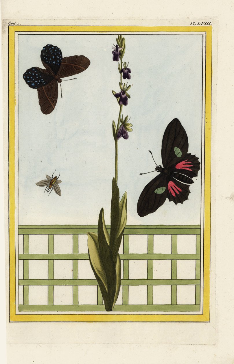 Ophrise heeft insectvormige bloemen. Vliegenorchidee, Ophrys insectifera. Doris longwing, Heliconius doris. Handgekleurde ets uit Pierre Joseph Buchoz 