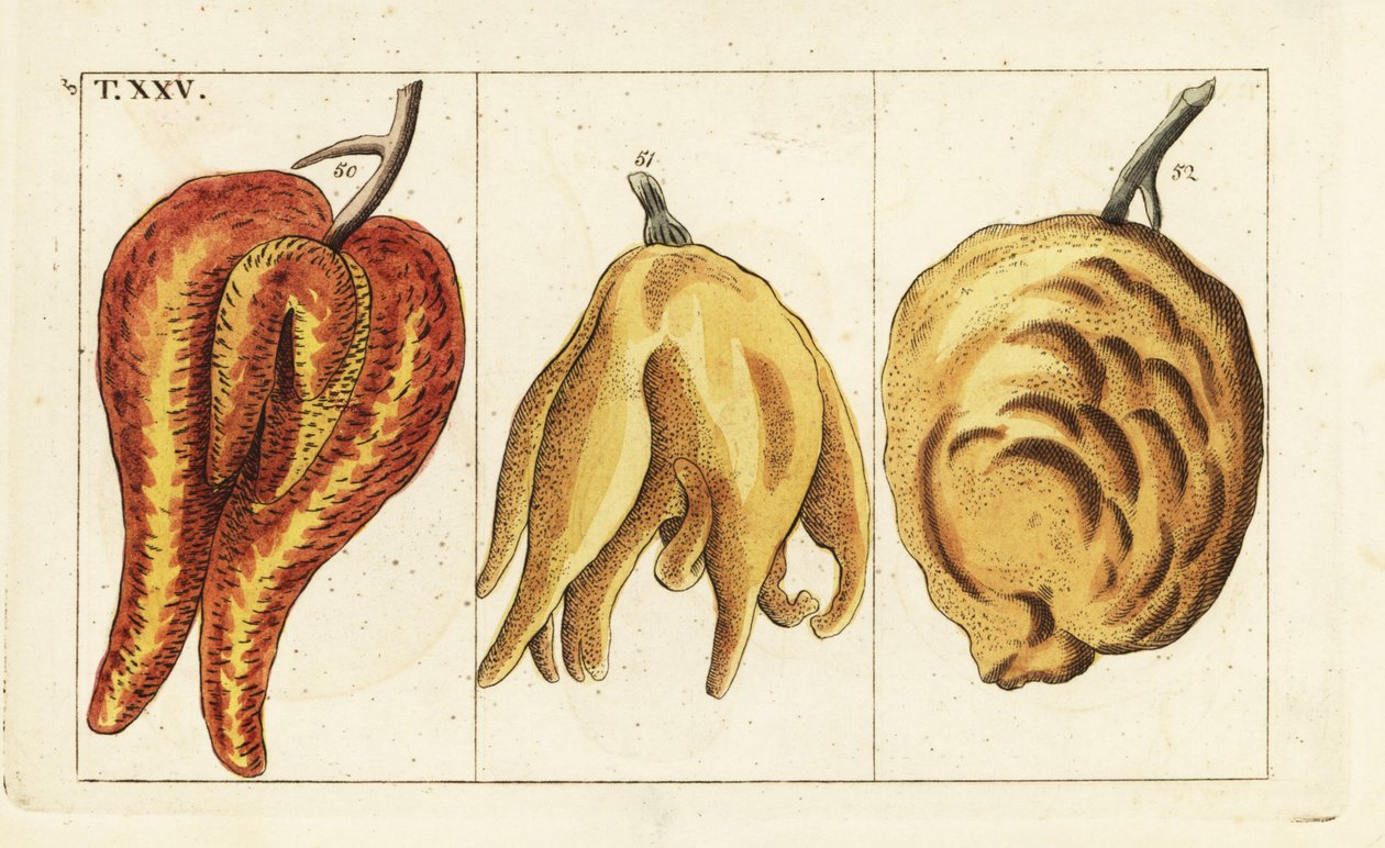 Sinaasappels, misvormde en bolvormige vormen, Citrus aurantium door Unbekannter Künstler