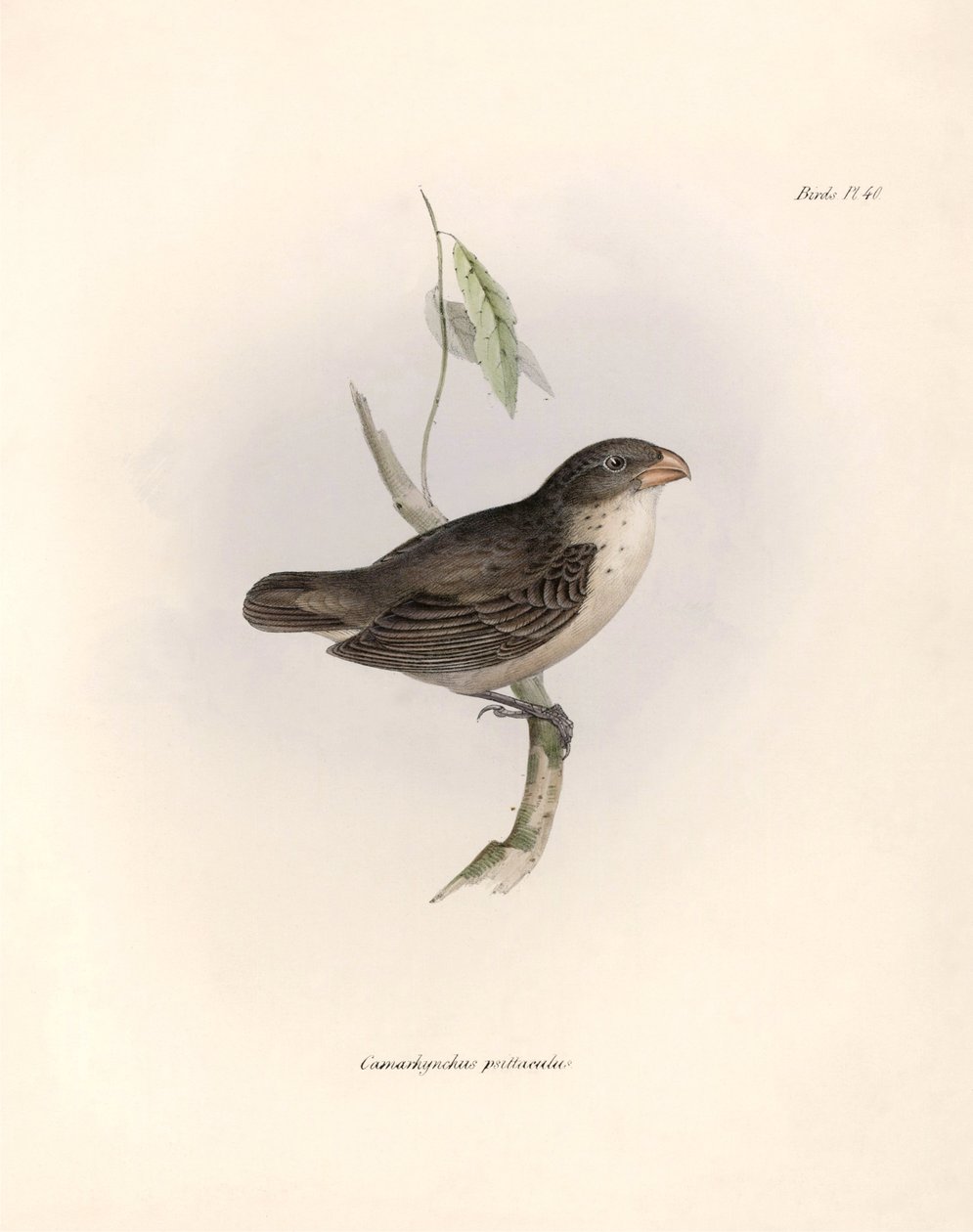 Ornithologie: Camarhynchus psittaculus of Geospize psittacin Beschrijving van een zangvogel door Charles Darwin (1809-1882) waargenomen tijdens zijn expeditie aan boord van de Beagle. Plaat uit The zoology of the voyage of H.M.S. Beagle. Deel III, Vogels b door Unbekannter Künstler