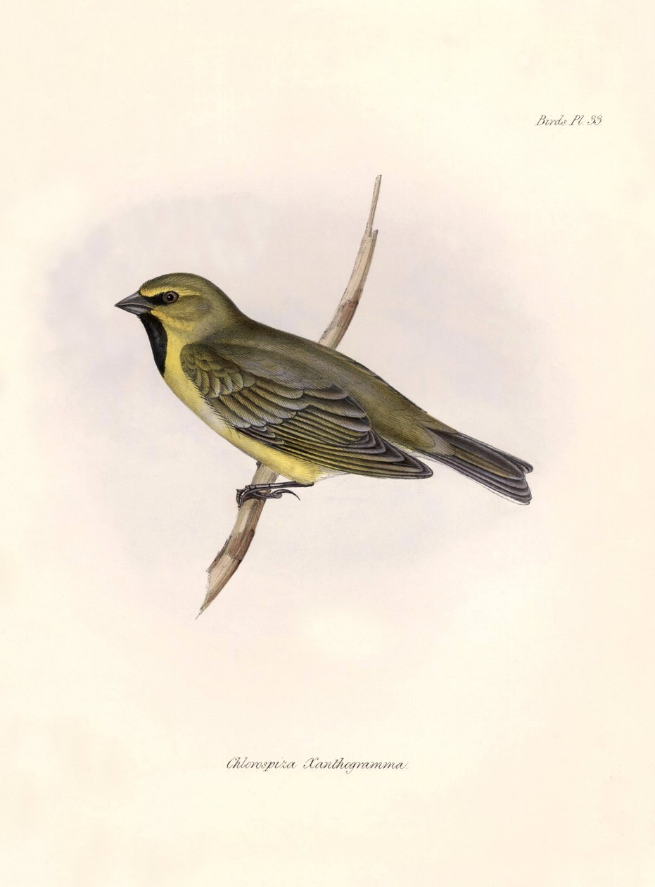 Ornithologie: Chlorospiza xanthogramma Beschrijving van een zangvogel door Charles Darwin (1809-1882) waargenomen tijdens zijn expeditie aan boord van de Beagle. Plaat uit The zoology of the voyage of H.M.S. Beagle. Deel III, Vogels beschreven door John Go door Unbekannter Künstler