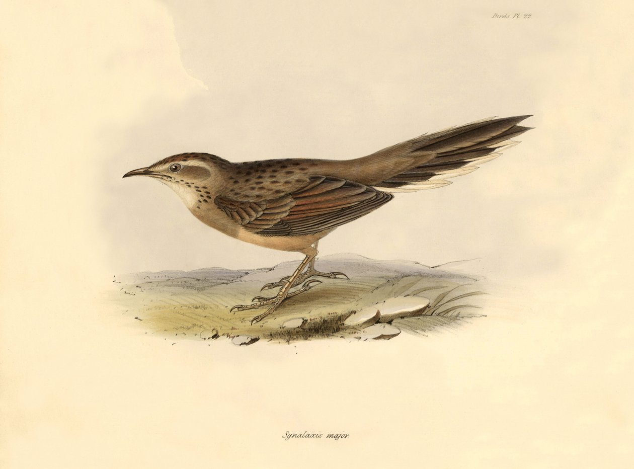 Ornithologie: Synallaxis major beschreven door Charles Darwin tijdens zijn expeditie aan boord van de Beagle. Plaat uit The zoology of the voyage of H.M.S. Beagle. Deel III, Vogels beschreven door John Gould, met opmerking over hun gewoonten door Charles D door Unbekannter Künstler