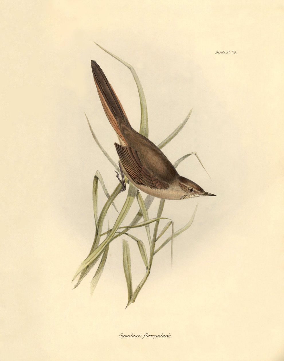 Ornithologie: Synallaxis rufogularis beschreven door Charles Darwin tijdens zijn expeditie aan boord van de Beagle. Plaat uit The zoology of the voyage of H.M.S. Beagle. Deel III, Vogels beschreven door John Gould, met opmerking over hun gewoonten door Cha door Unbekannter Künstler