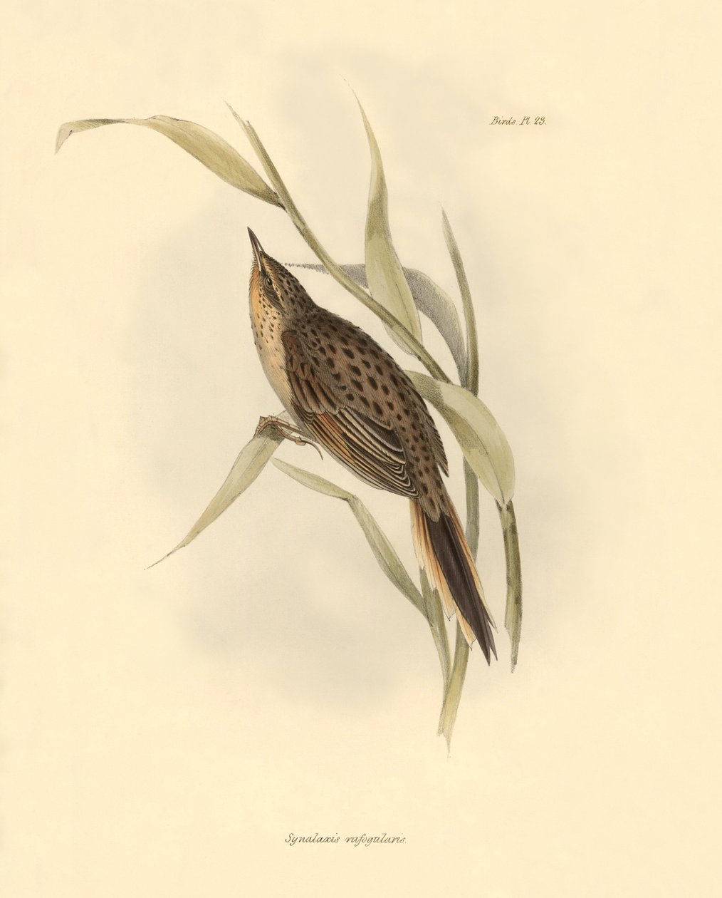 Ornithologie: Synallaxis rufogularis beschreven door Charles Darwin tijdens zijn expeditie aan boord van de Beagle. Plaat uit The zoology of the voyage of H.M.S. Beagle. Deel III, Vogels beschreven door John Gould, met opmerking over hun gewoonten door Cha door Unbekannter Künstler