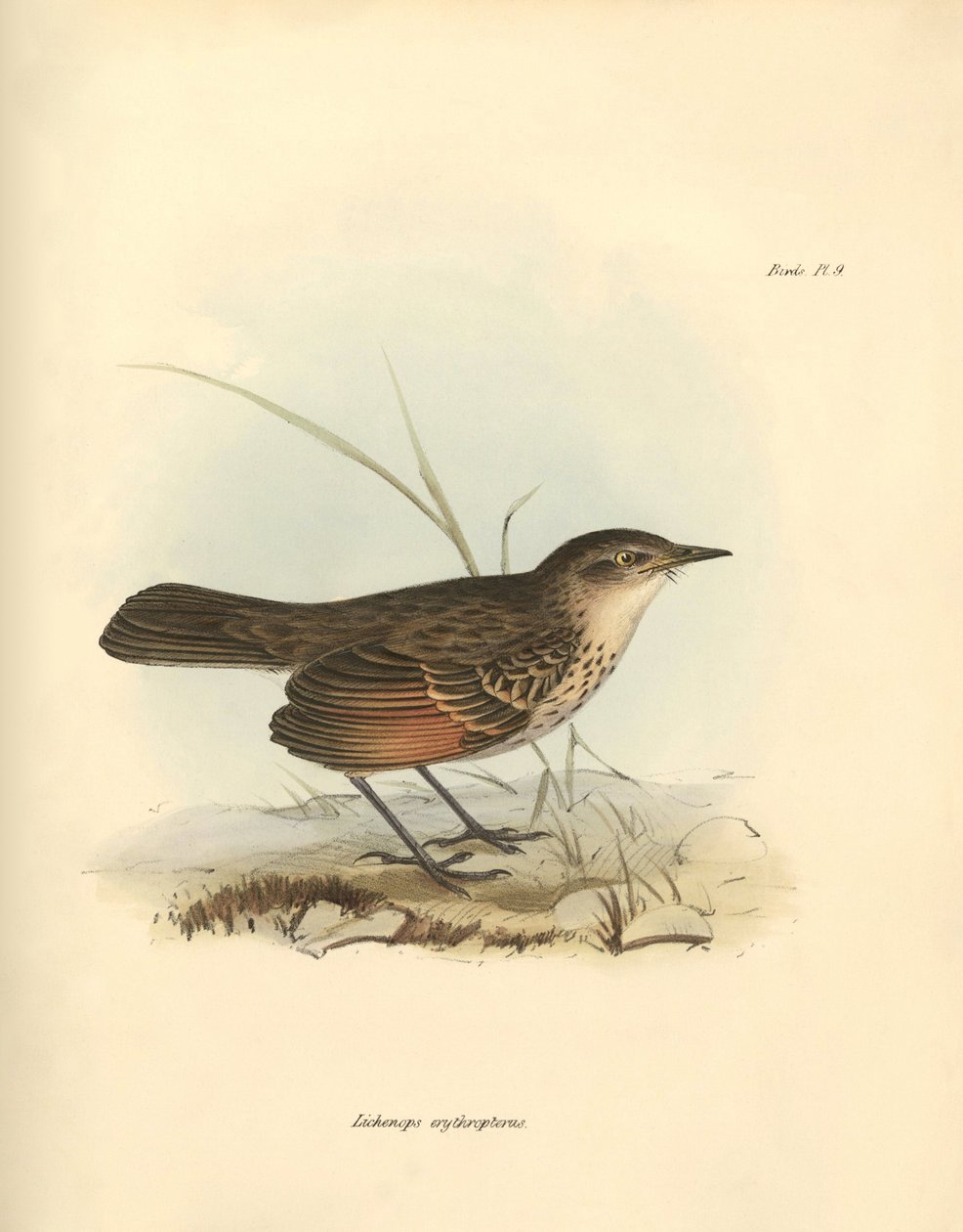 Ornithologie: De 