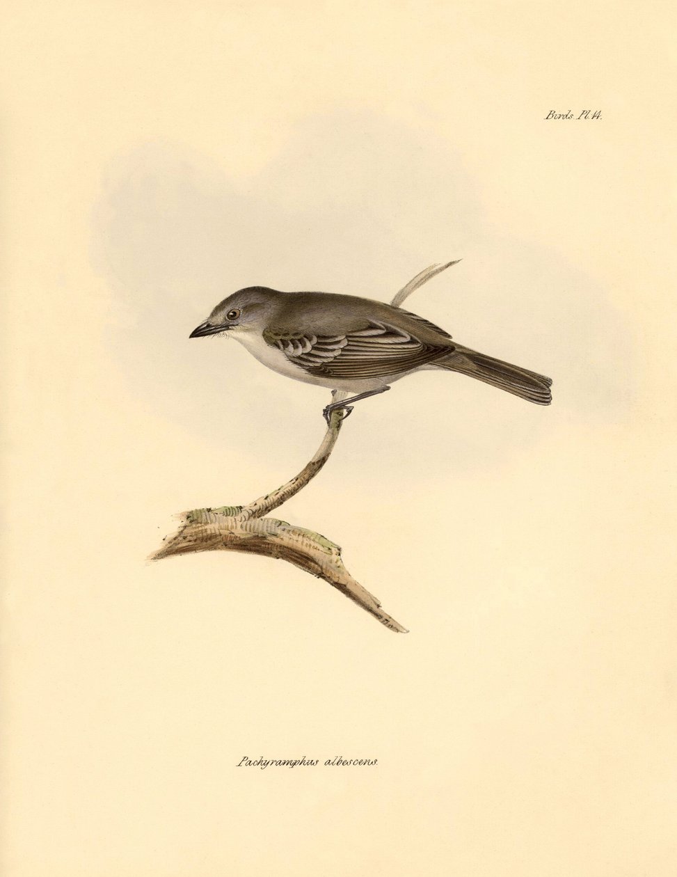 Ornithologie: De 