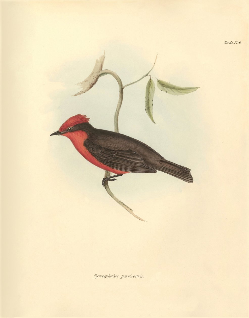 Ornithologie: De "Pyrocephalus parvirostris" van de vogelsoort beschreven door Charles Darwin tijdens zijn ontdekkingsreis aan boord van de Beagle. Plaat uit "The Zoology of the voyage of H.M.S. Beagle under the command of Captain Fitzroy during the years  door Unbekannter Künstler