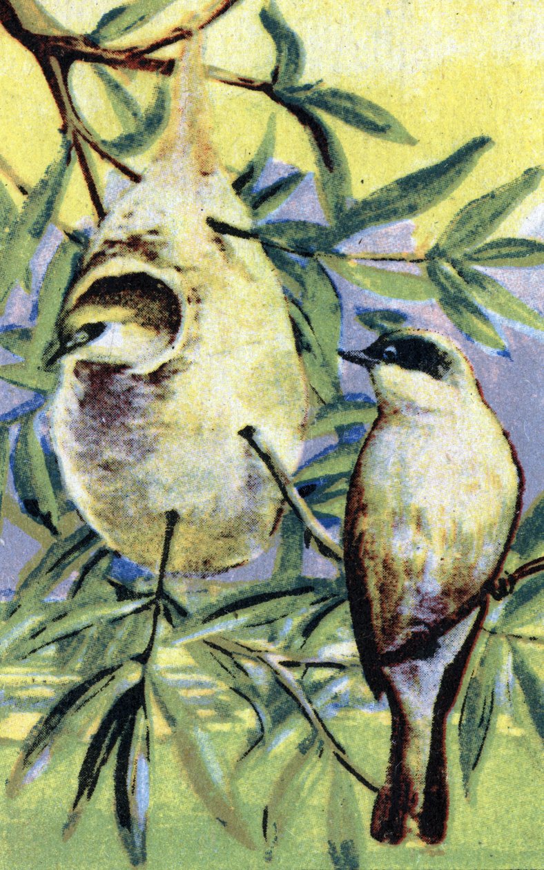 Ornithologie: remiz (Remiz pendulinus) door Unbekannter Künstler