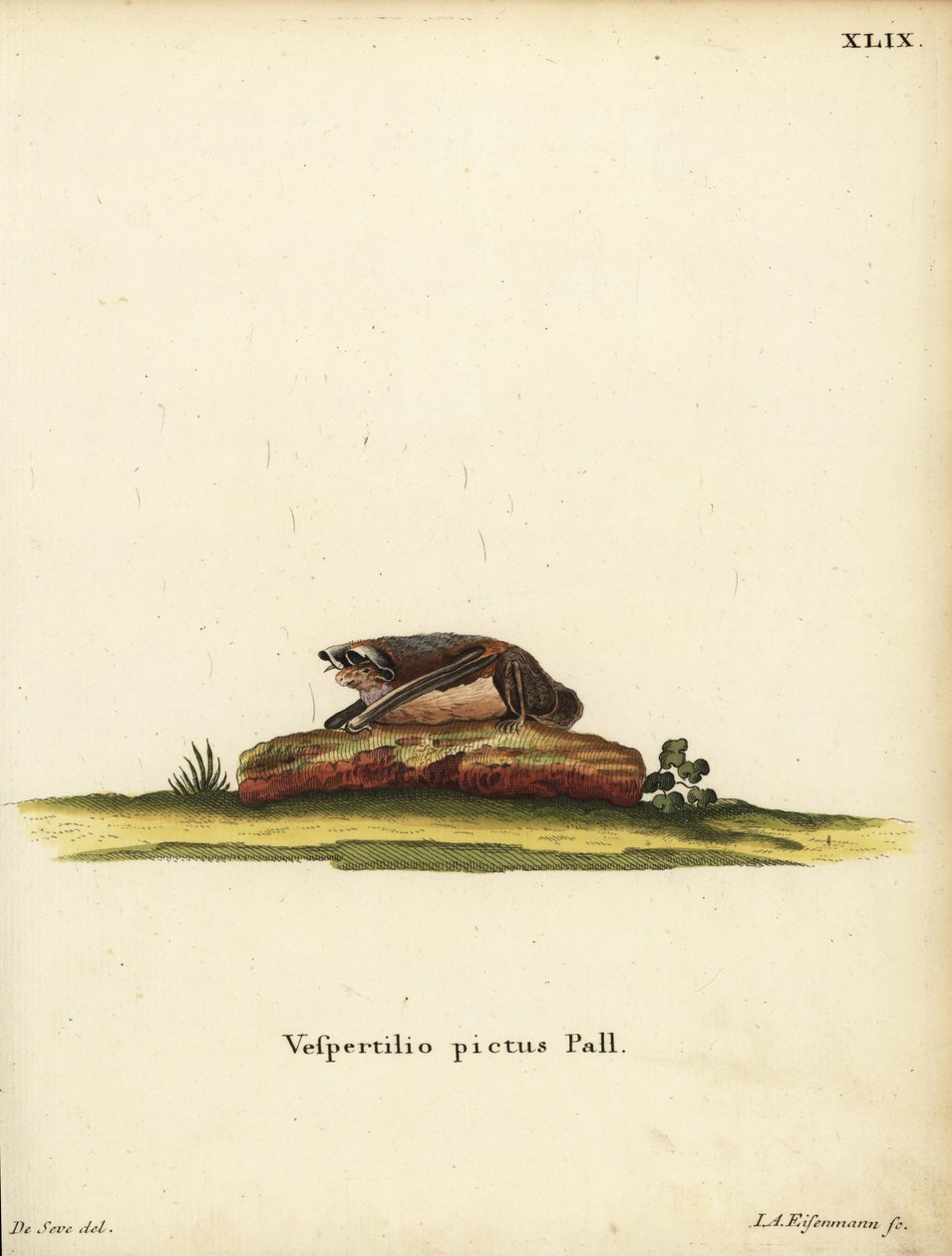 Geschilderde wollen vleermuis, Kerivoula picta. Vespertilio pictus Linn. Handgekleurde kopergravure door Jakob Andreas Eisenmann naar een illustratie van Jacques de Seve uit Johann Christian Daniel Schreber