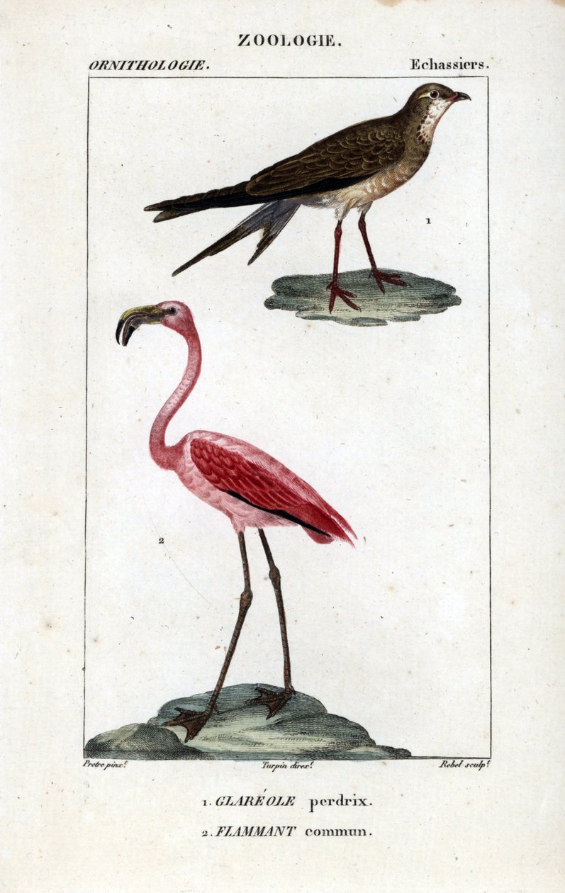 Patrijs en roze flamingo