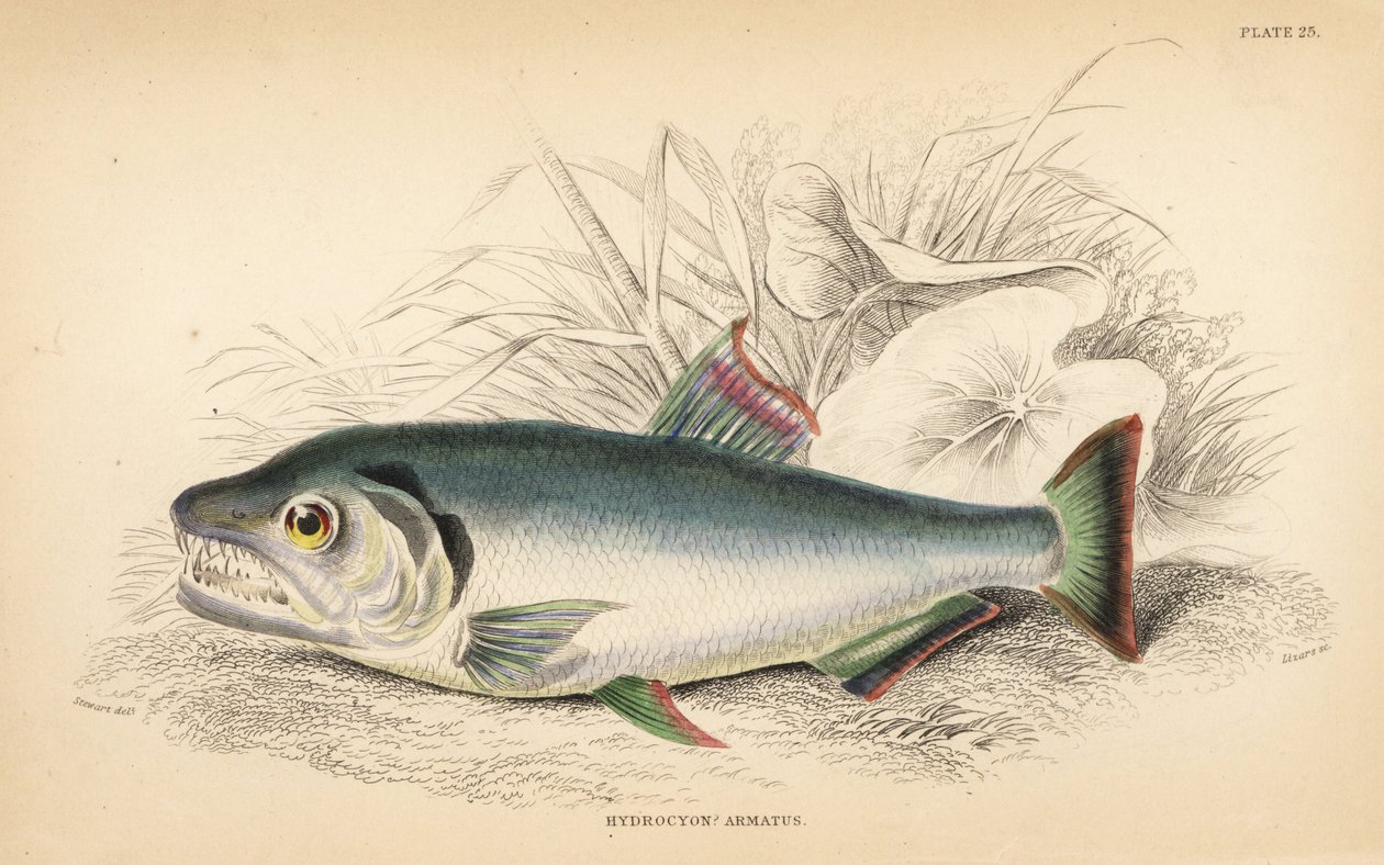 Payara, Hydrolycus armatus (Sterktandige hydrocyon, Hydrocyon? armatus). Handgekleurde staalgravure door W.H. Lizars naar een illustratie van James Stewart uit Robert Schomburg