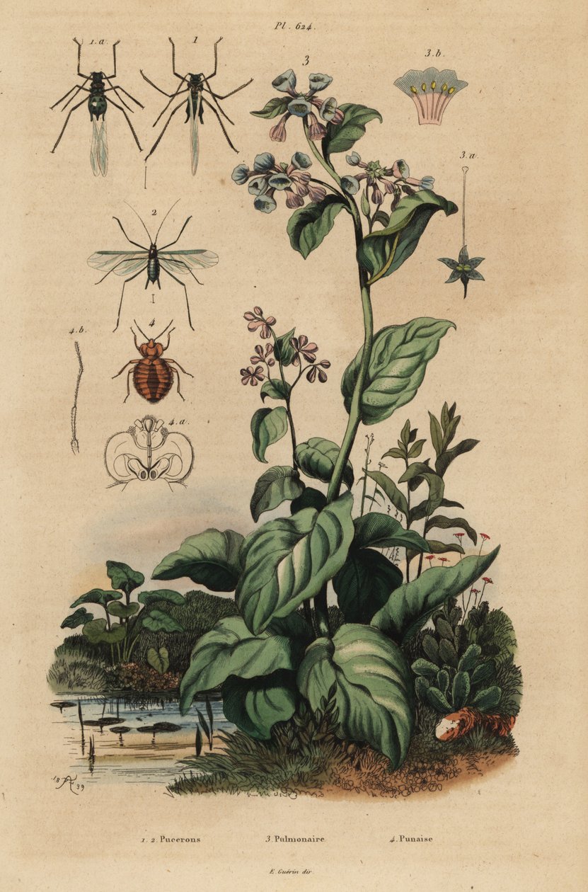 Perzikluis, Myzus persicae 1, rozenluis, Macrosiphum rosae 2, Virginia bluebells, Mertensia pulmonarioides 3, en bedwants, Cimex lectularius 4 door Unbekannt