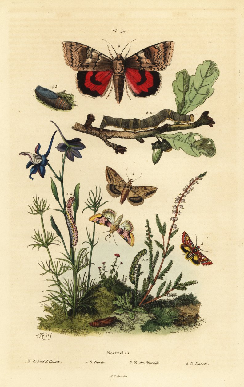 Pease bloesem, Periphanes delphinii, katoenbollworm, Helicoverpa armigera, gele ondervleugel, Anarta myrtilli, en grote gele ondervleugel, Noctua pronuba, larve en pop door Unbekannt