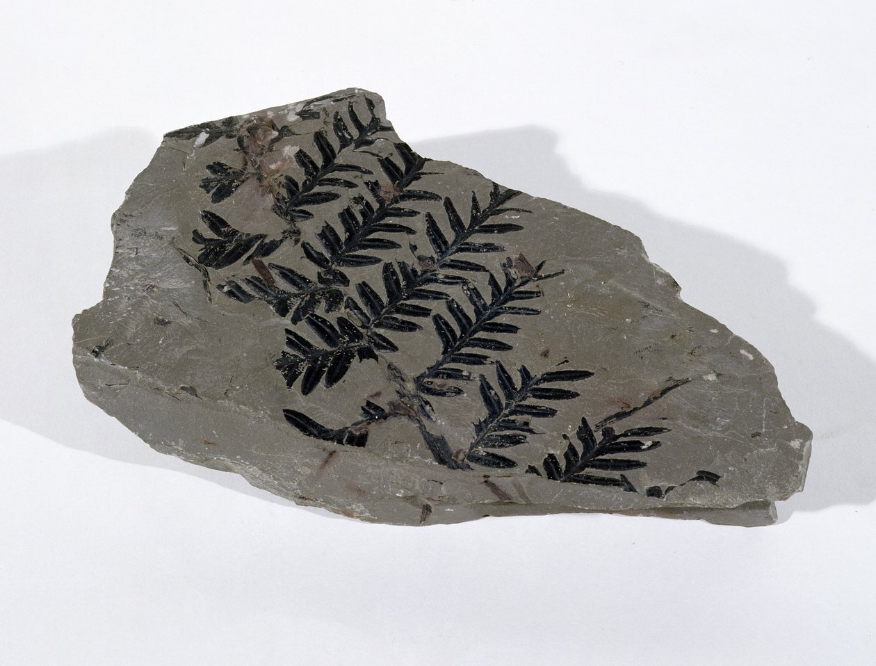 Pecopteris (Gymnosperm Frond) gevonden in Camerton, Somerset, Boven-Carboon periode door Unbekannt