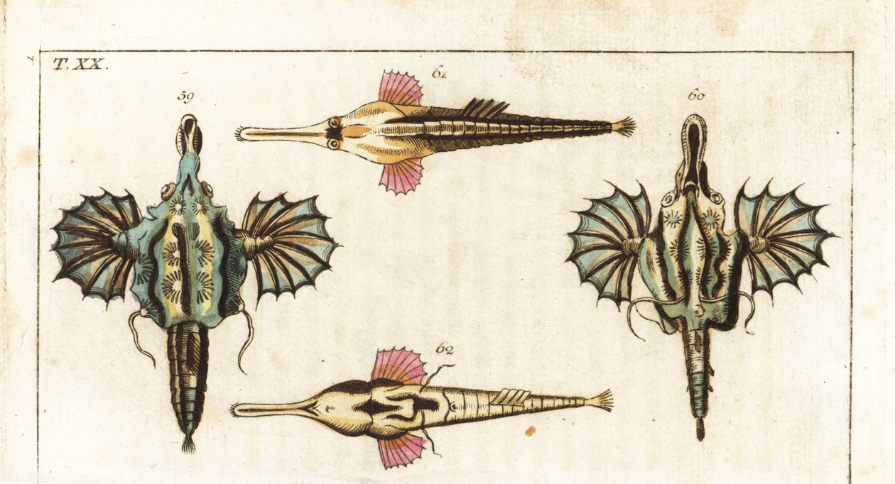 Pegase (of kleine drakenvissen) - langstaartige vlindervis - Korte drakenvissen, Eurypegasus draconis 59,60, en langstaartige zeemond, Pegasus volitans 61,62. Handgekleurde koperplaat gravure uit Gottlieb Tobias Wilhelm