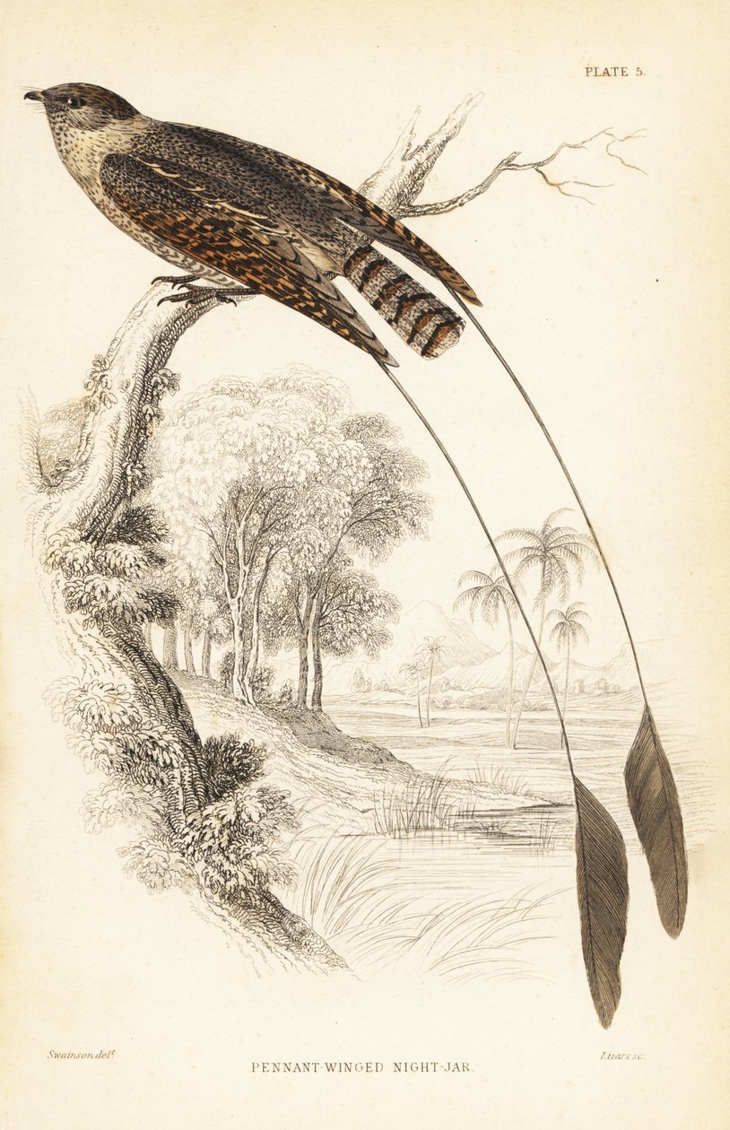 Pennantvleugel-nachtzwaluw. Handgekleurde staalgravure door William Lizars naar William Swainson uit Sir William Jardine