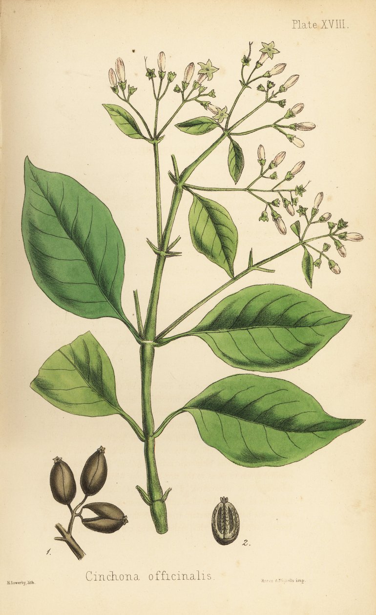 Peruaanse schorsboom of kinaboom, Cinchona officinalis. Handgekleurde lithografie door Henry Sowerby uit Edward Hamilton
