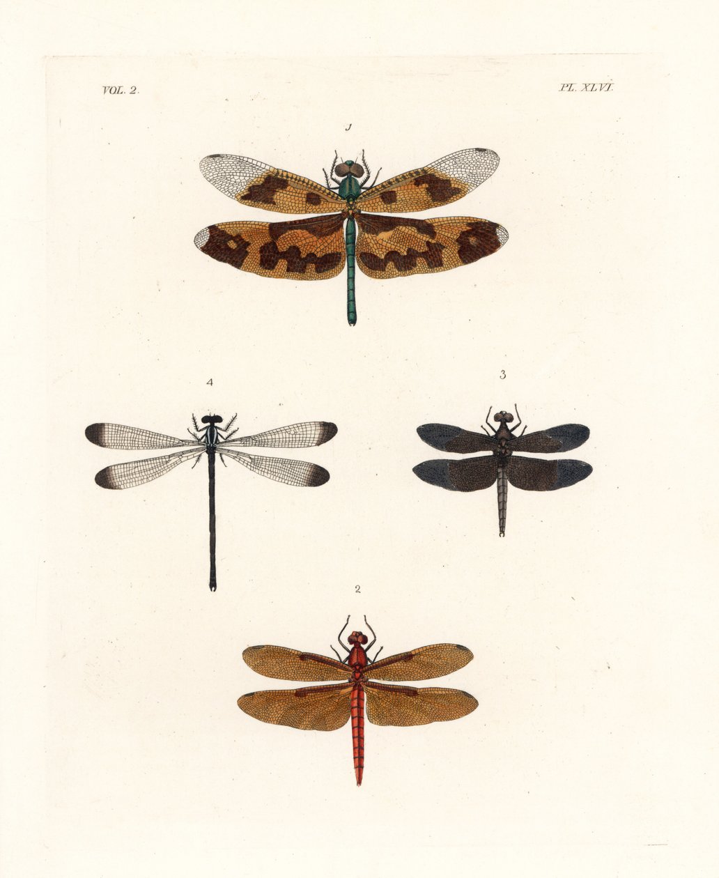 Afbeelding van libellen, Rhyothemis variegata 1, fulvous boslibel, Neurothemis fulvia 2, pied paddy libel, Neurothemis tullia 3, en schaduwjuffer, Palaemnema paulina 4. Handgekleurde lithografie uit John O. Westwood