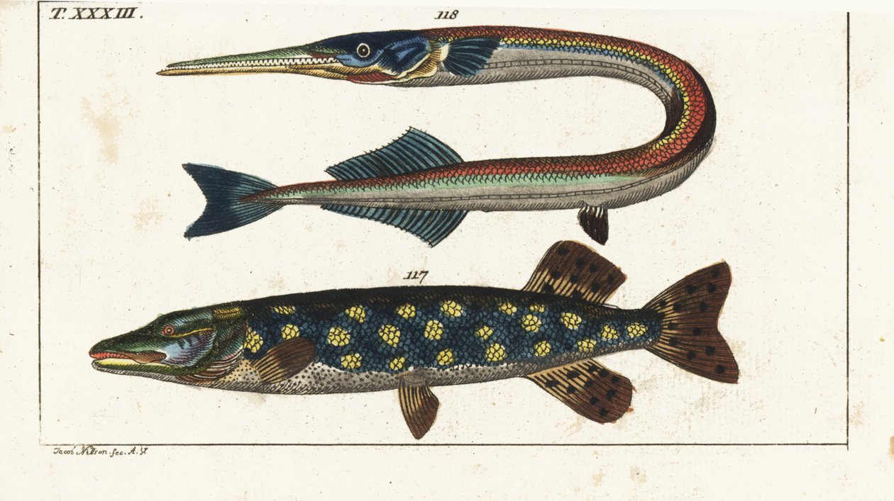 Snoek (of noordelijke snoek) - Orphia - Noordelijke snoek, Esox lucius 117, en zeenaald of geep, Belone belone 118. Handgekleurde kopergravure naar Jacob Nilson uit Gottlieb Tobias Wilhelm