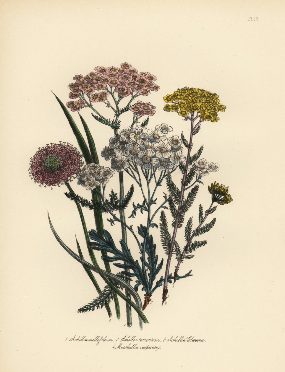 Roze bloeiende duizendblad, Achillea milfolium, gouden duizendblad, Achillea tomentosa, Clavena