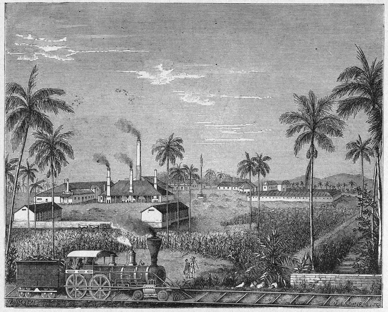 Plantage van suikerriet in Cuba, ca. 1880 door Unbekannter Künstler