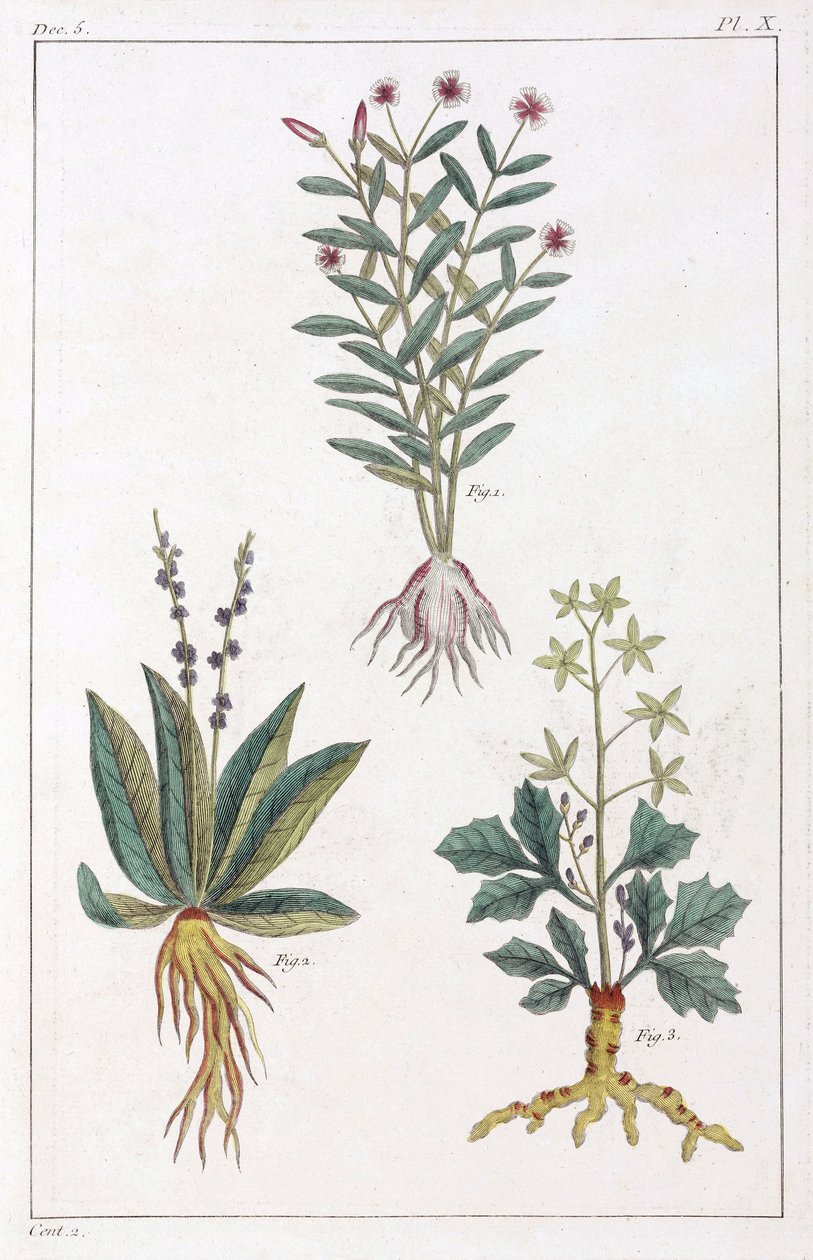 Medicinale planten, China door Unbekannt