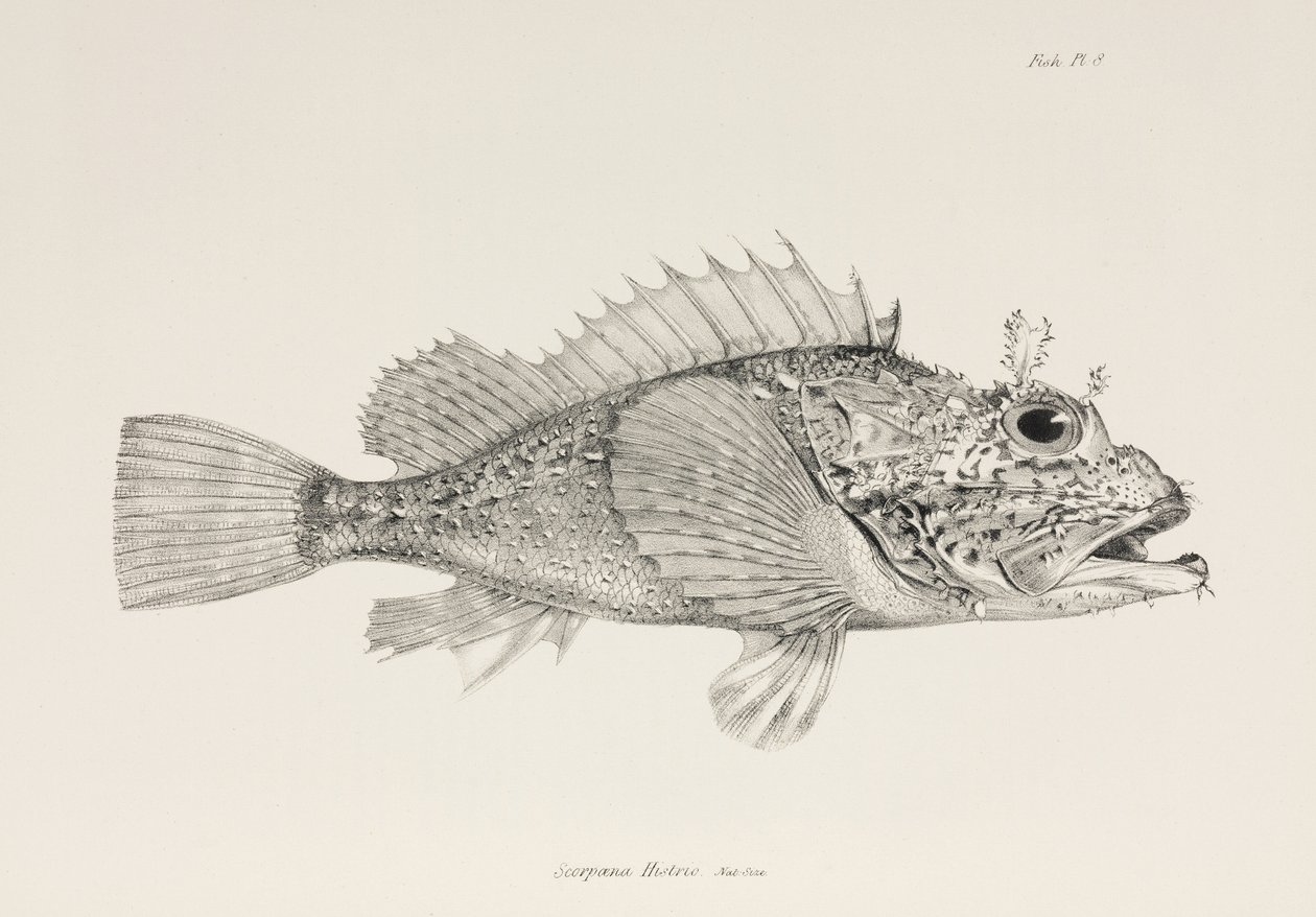 Speler schorpioenvis, ca. 1832-1836 door Unbekannter Künstler