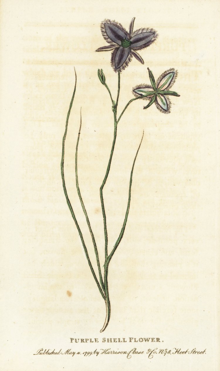 Paarse schelpbloem van New South Wales, Australië. Misschien een fantasiebloem vervaardigd door een kunstmatige bloemist? Handgekleurde kopergravure uit 