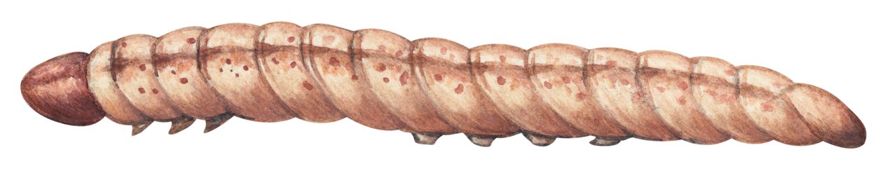 Europese maïsboorder (Ostrinia nubilalis) door Unbekannter Künstler