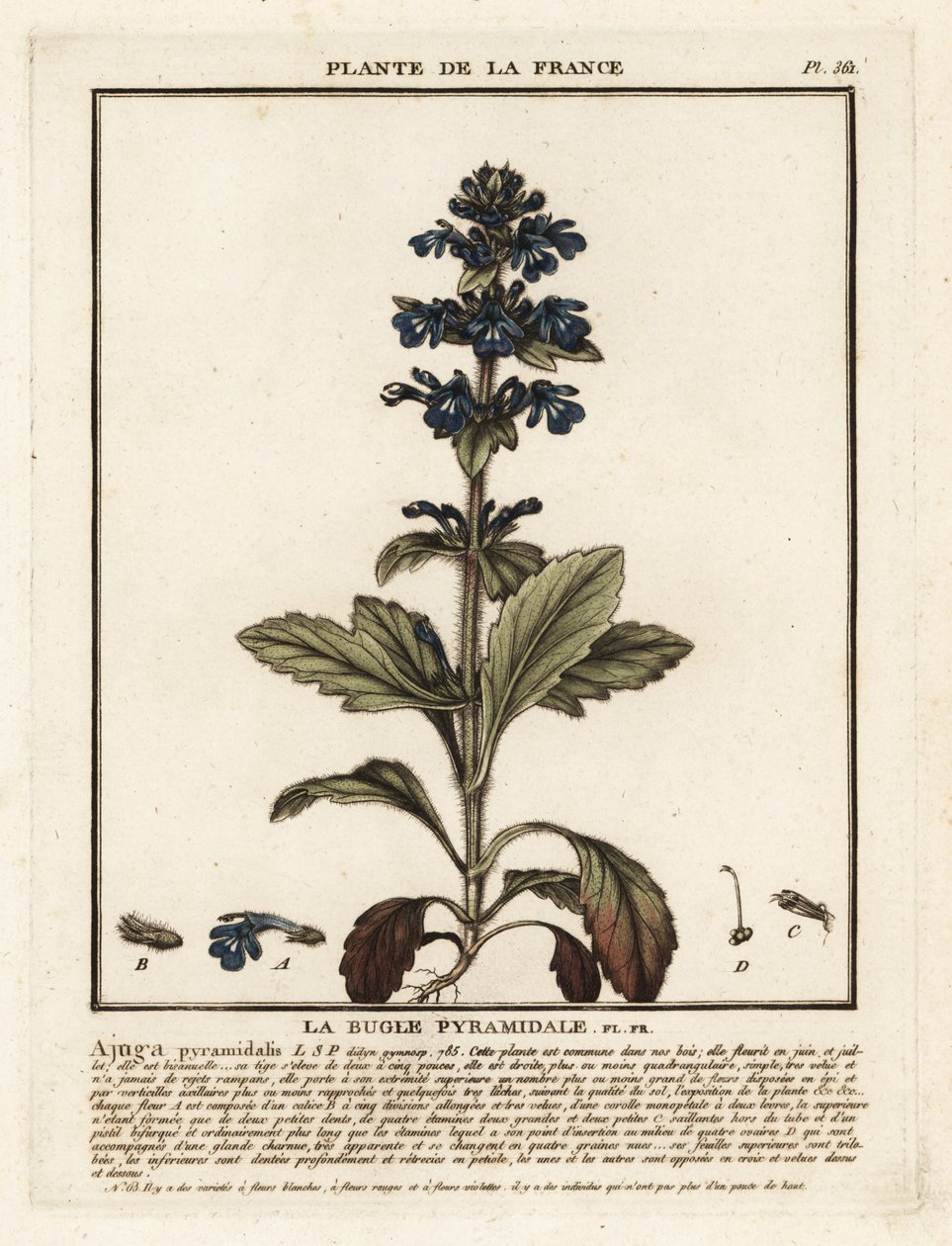 Piramidebugel, Ajuga pyramidalis door Unbekannter Künstler