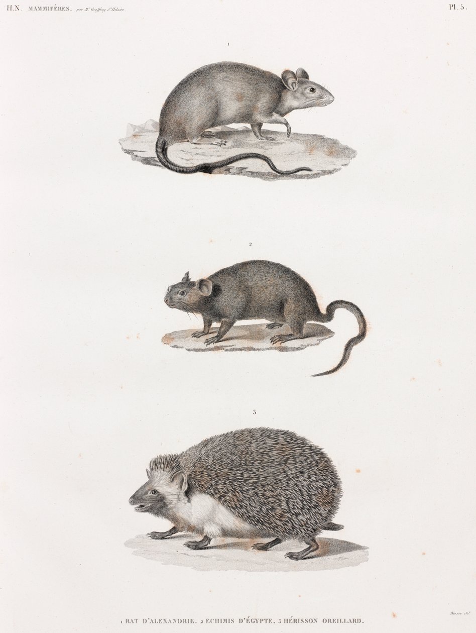 Rat uit Alexandrië; Echimis uit Egypte; Oor-egel door Unbekannt