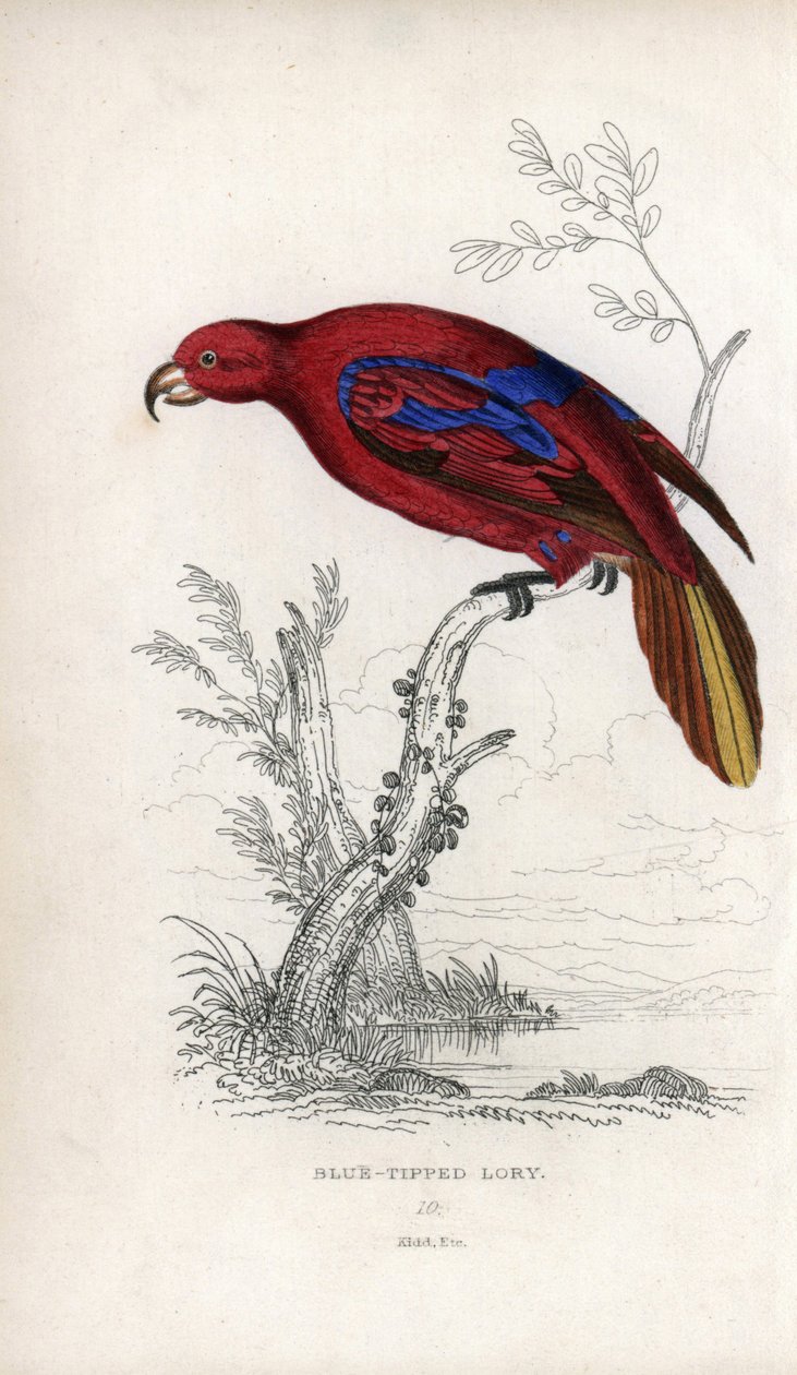 Rode Lori. Lithografie van Joseph Kidd, gebaseerd op een tekening van John Audubon, in Miscellany of Natural History: Parrots, Sir Thomas DiK Lauder en Captain Thomas Brown, gepubliceerd in Edinburgh, Schotland, in 1833 door Unbekannter Künstler