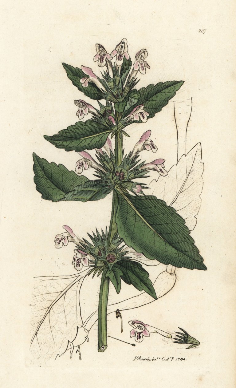 Rode hennep-netel, Galeopsis tetrahit (Rode netel) door Unbekannter Künstler