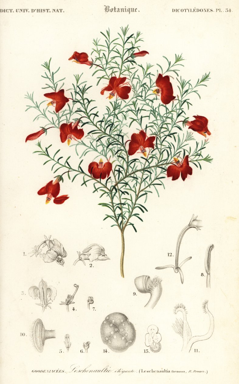Rode leschenaultia, Leschenaultia formosa, 1849 (gravure) door Unbekannter Künstler